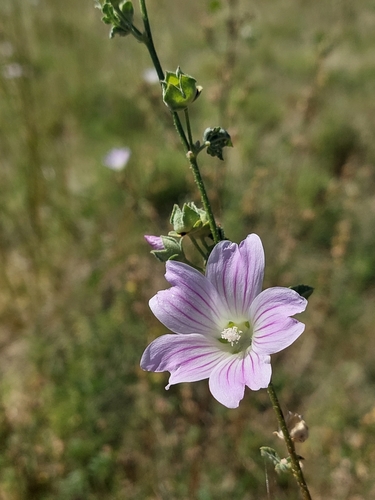 Image of Malva weinmanniana by (c) Nina Kerr, some rights reserved (CC BY)