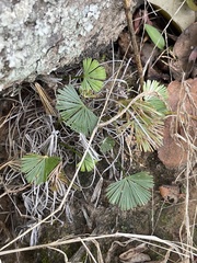 Actiniopteris radiata