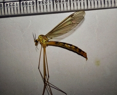 Nephrotoma flavipalpis