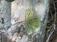 Actiniopteris radiata