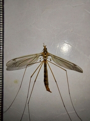 Nephrotoma flavipalpis