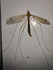 Nephrotoma flavipalpis