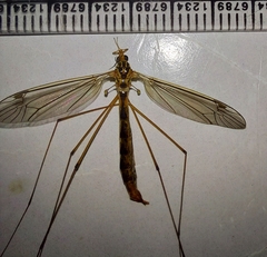 Nephrotoma flavipalpis