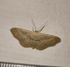 Scopula