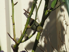 Zosterops lateralis chloronotus