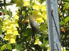 Zosterops lateralis chloronotus