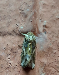 Spodoptera litura