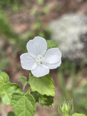 Pavonia leptocalyx