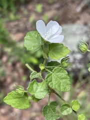 Pavonia leptocalyx