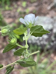 Pavonia leptocalyx