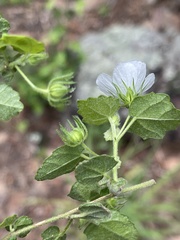 Pavonia leptocalyx