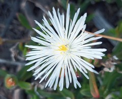 Mesembryanthemum paulum