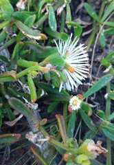 Mesembryanthemum paulum