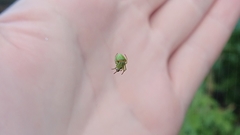 Araneus cyrtarachnoides