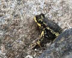 Rhinella atacamensis