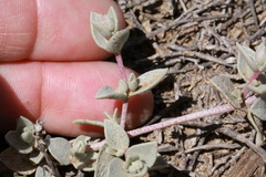 Atriplex watsonii