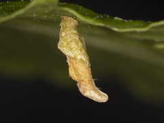 Coleophora leucochrysella