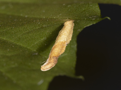 Coleophora leucochrysella