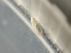 Craspedolepta minutissima