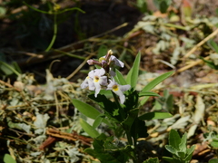 Pitraea cuneato-ovata