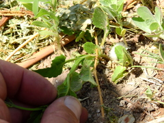 Pitraea cuneato-ovata