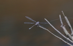 Argiolestidae