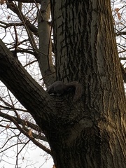 Sciurus carolinensis pennsylvanicus