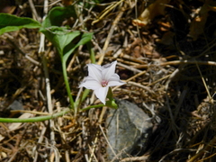 Convolvulus bonariensis