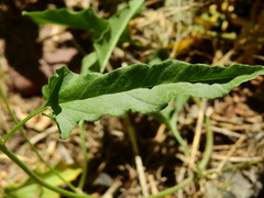 Convolvulus bonariensis