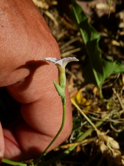 Convolvulus bonariensis