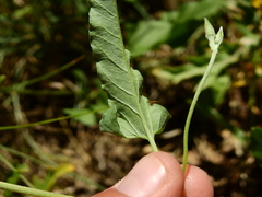 Convolvulus bonariensis