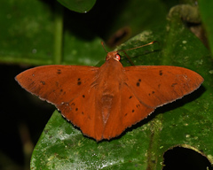 Dyscophellus porsena