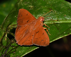 Dyscophellus porsena