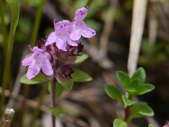 Thymus linearis