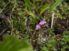 Thymus linearis