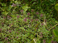 Thymus linearis