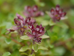 Thymus linearis