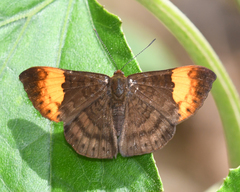 Emesis adelpha