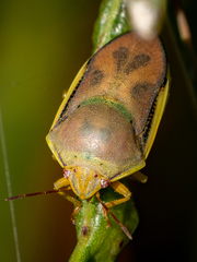 Coleotichus costatus