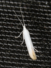 Coleophora leucochrysella