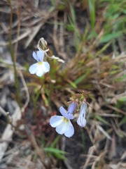 Lobelia comosa
