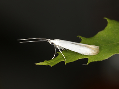 Coleophora leucochrysella