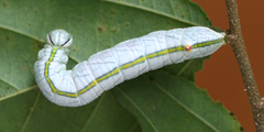 Chadisra bipars