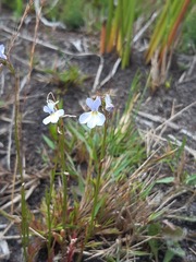 Lobelia comosa