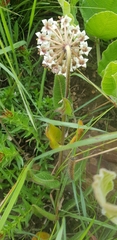 Asclepias albens