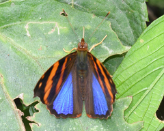 Epiphile orea