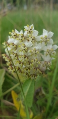 Asclepias albens