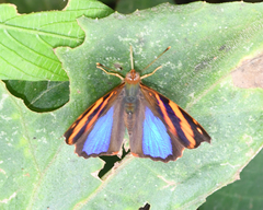 Epiphile orea