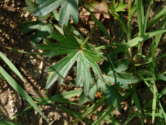 Delphinium cardinale