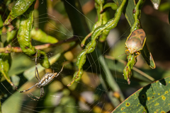 Coleotichus costatus